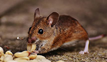 24 Hour & Emergency Exterminators in Fort Washington, MD
